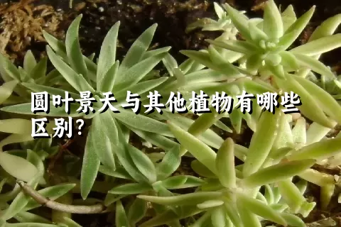 圆叶景天与其他植物有哪些区别？