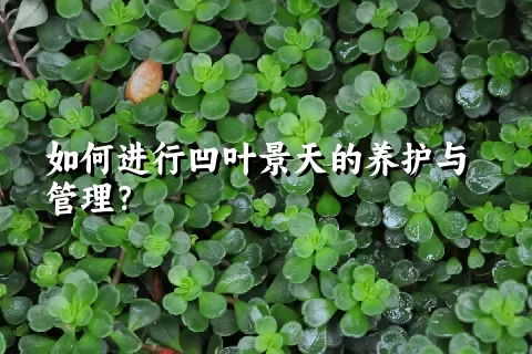 如何进行凹叶景天的养护与管理？