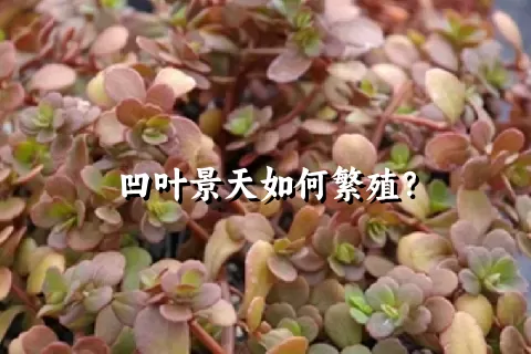 凹叶景天如何繁殖？