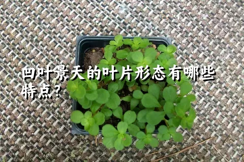 凹叶景天的叶片形态有哪些特点？