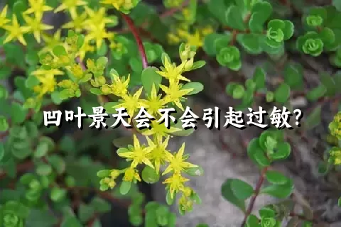 凹叶景天会不会引起过敏？