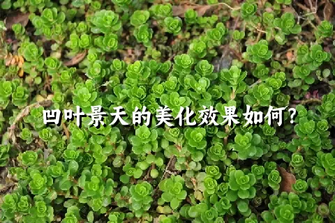 凹叶景天的美化效果如何？