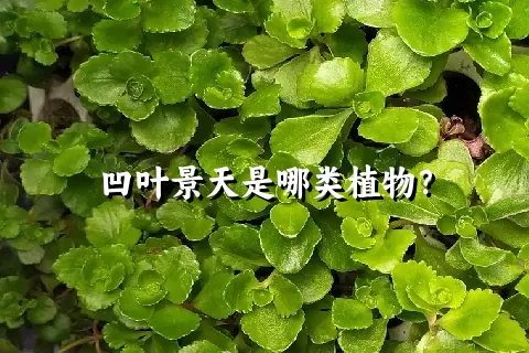 凹叶景天是哪类植物？