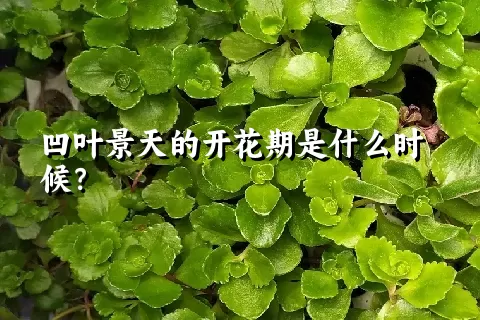 凹叶景天的开花期是什么时候？