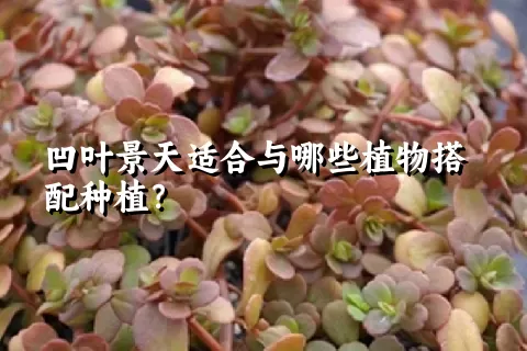 凹叶景天适合与哪些植物搭配种植？