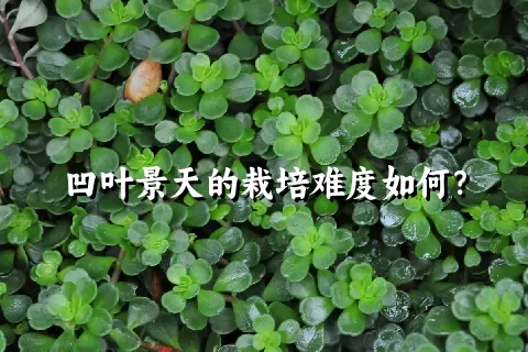 凹叶景天的栽培难度如何？