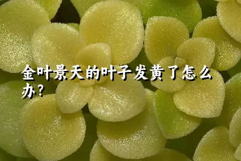 金叶景天的叶子发黄了怎么办？