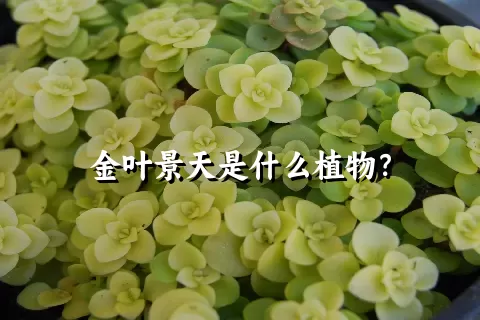 金叶景天是什么植物？