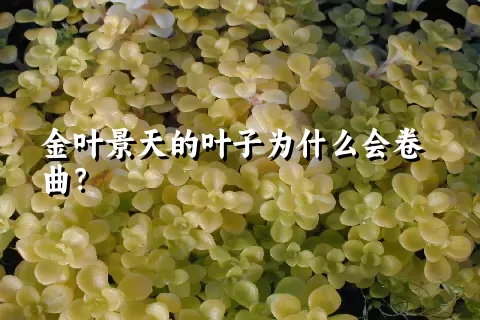 金叶景天的叶子为什么会卷曲？