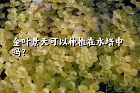 金叶景天可以种植在水培中吗？