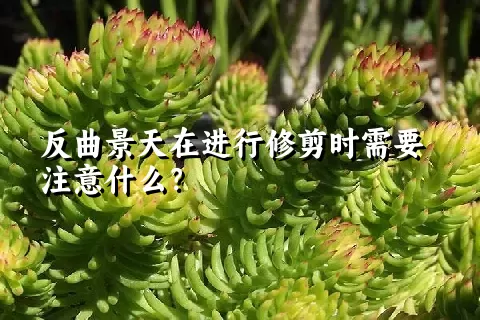 反曲景天在进行修剪时需要注意什么？