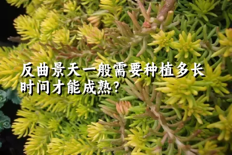 反曲景天一般需要种植多长时间才能成熟？