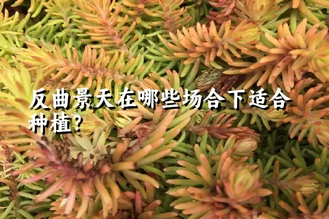 反曲景天在哪些场合下适合种植？