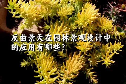 反曲景天在园林景观设计中的应用有哪些？