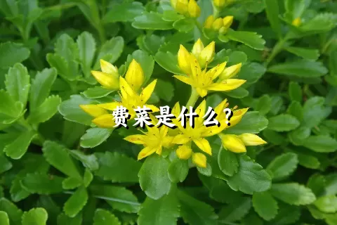 费菜是什么？