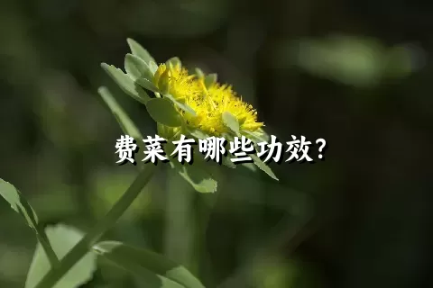 费菜有哪些功效？