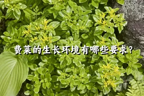 费菜的生长环境有哪些要求？