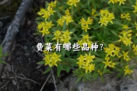 费菜有哪些品种？