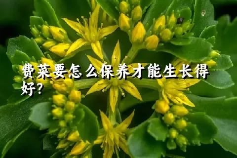 费菜要怎么保养才能生长得好？