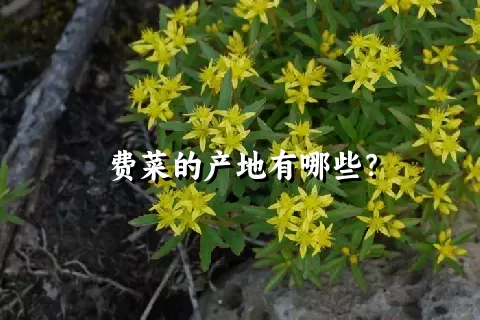 费菜的产地有哪些？