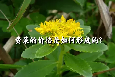 费菜的价格是如何形成的？