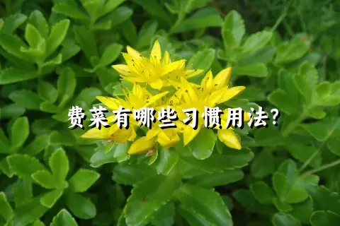 费菜有哪些习惯用法？