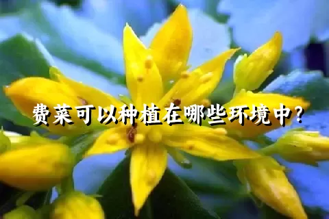 费菜可以种植在哪些环境中？