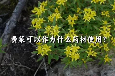 费菜可以作为什么药材使用？