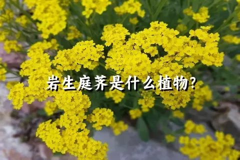 岩生庭荠是什么植物？