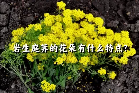 岩生庭荠的花朵有什么特点？