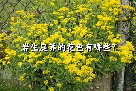 岩生庭荠的花色有哪些？