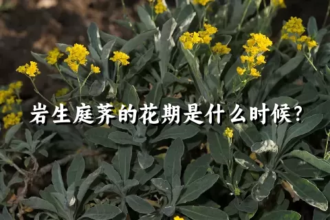 岩生庭荠的花期是什么时候？