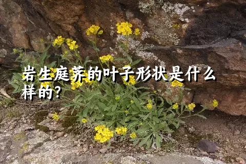 岩生庭荠的叶子形状是什么样的？