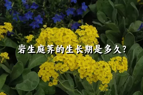 岩生庭荠的生长期是多久？