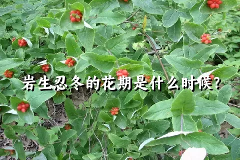 岩生忍冬的花期是什么时候？