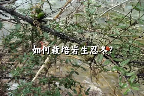 如何栽培岩生忍冬？