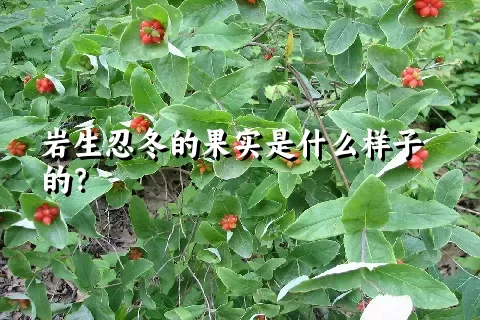 岩生忍冬的果实是什么样子的？