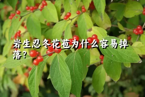 岩生忍冬花苞为什么容易掉落？