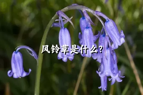 风铃草是什么？