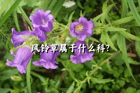 风铃草属于什么科？