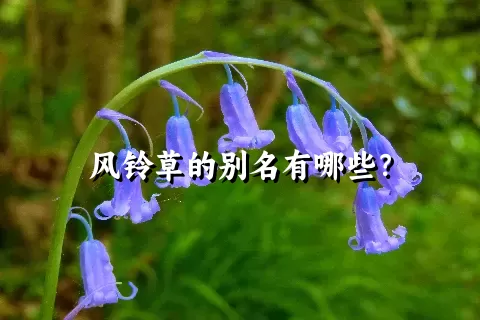 风铃草的别名有哪些？