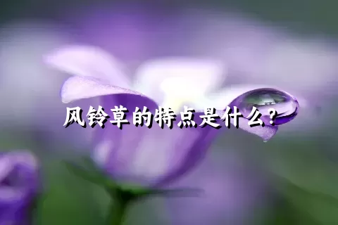 风铃草的特点是什么？