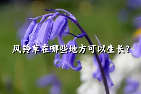 风铃草在哪些地方可以生长？