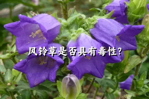 风铃草是否具有毒性？