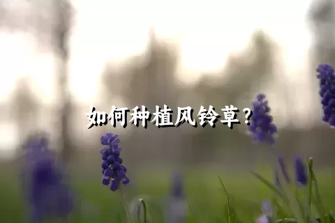 如何种植风铃草？