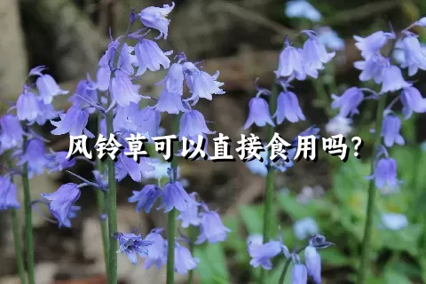 风铃草可以直接食用吗？