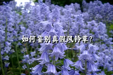 如何鉴别真假风铃草？