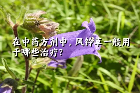 在中药方剂中，风铃草一般用于哪些治疗？