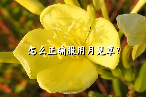 怎么正确服用月见草？