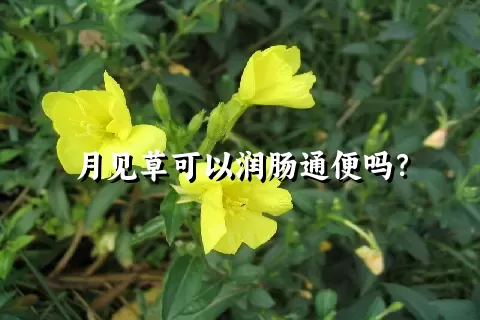 月见草可以润肠通便吗？